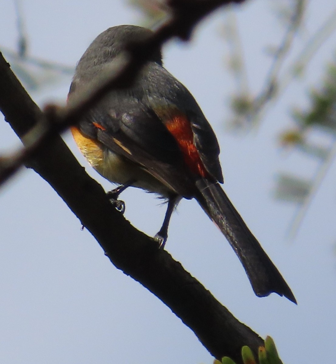 Small Minivet - ML628191416