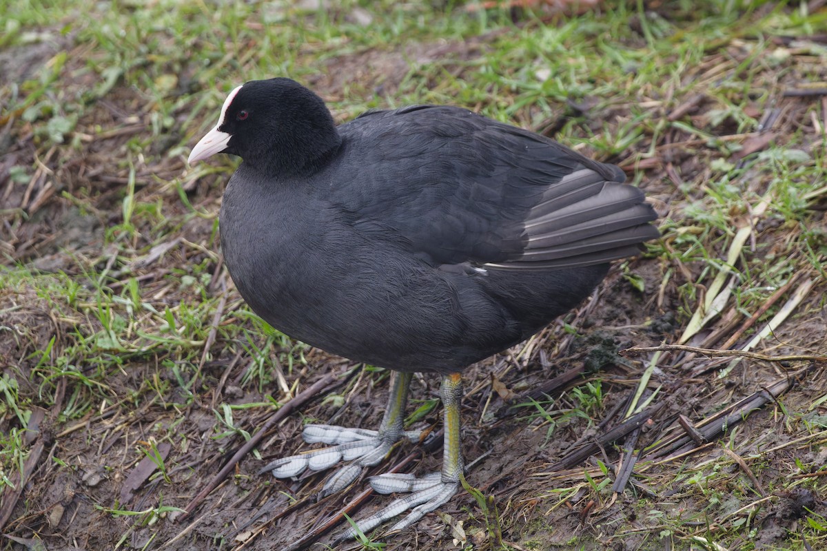 Eurasian Coot - ML628191545