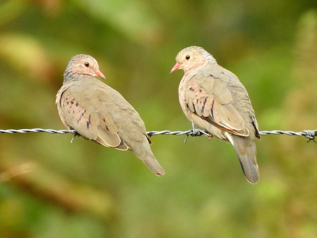 Common Ground Dove - Richard Garrigues