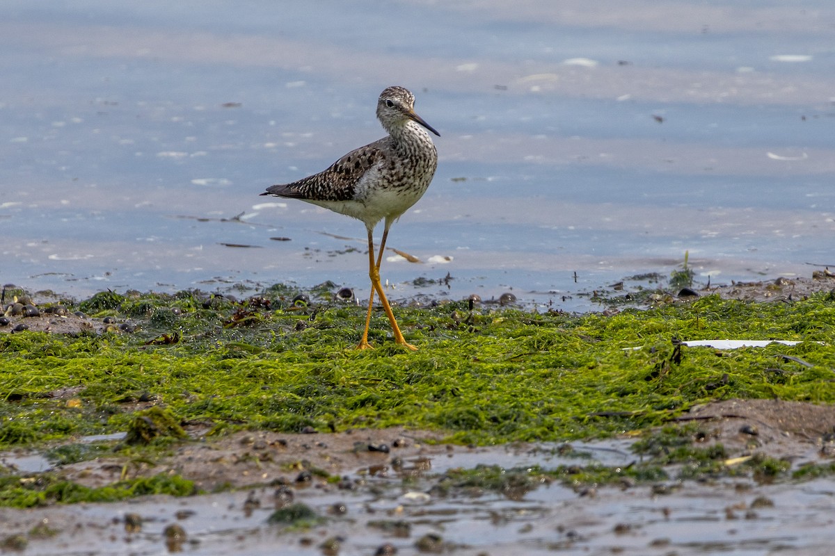 Greater Yellowlegs - ML628192155