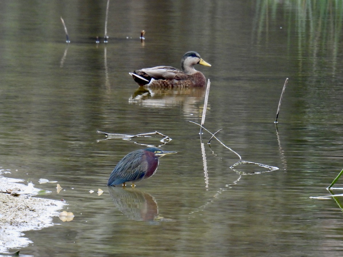 Green Heron - ML628192208