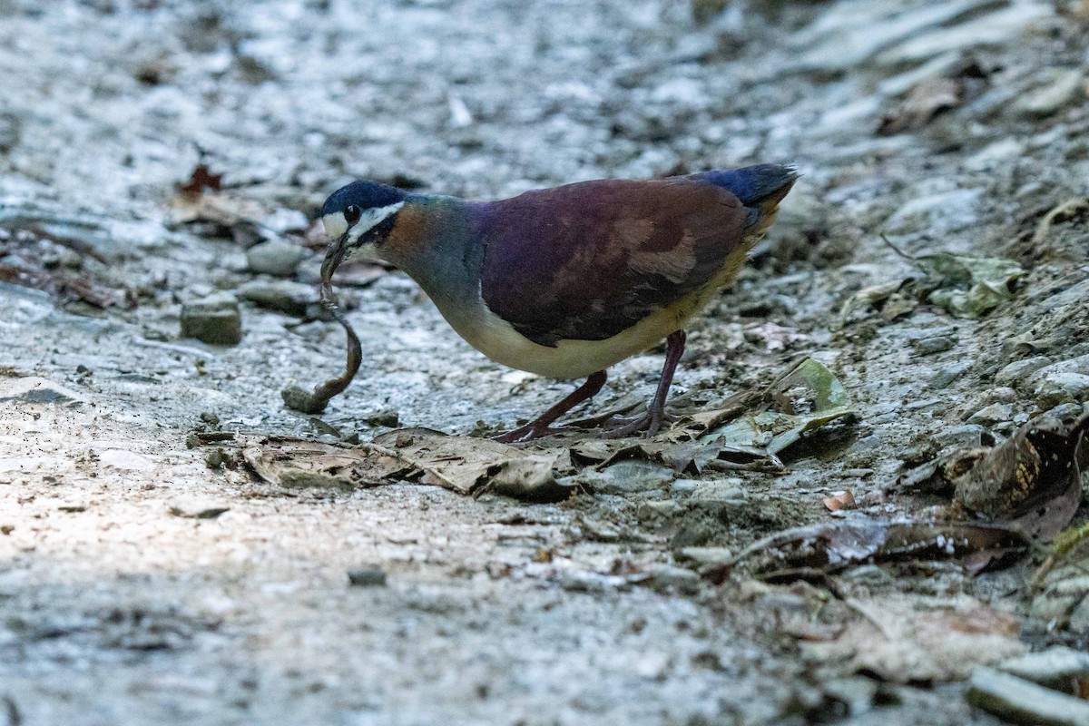 Purple Quail-Dove - ML628192237