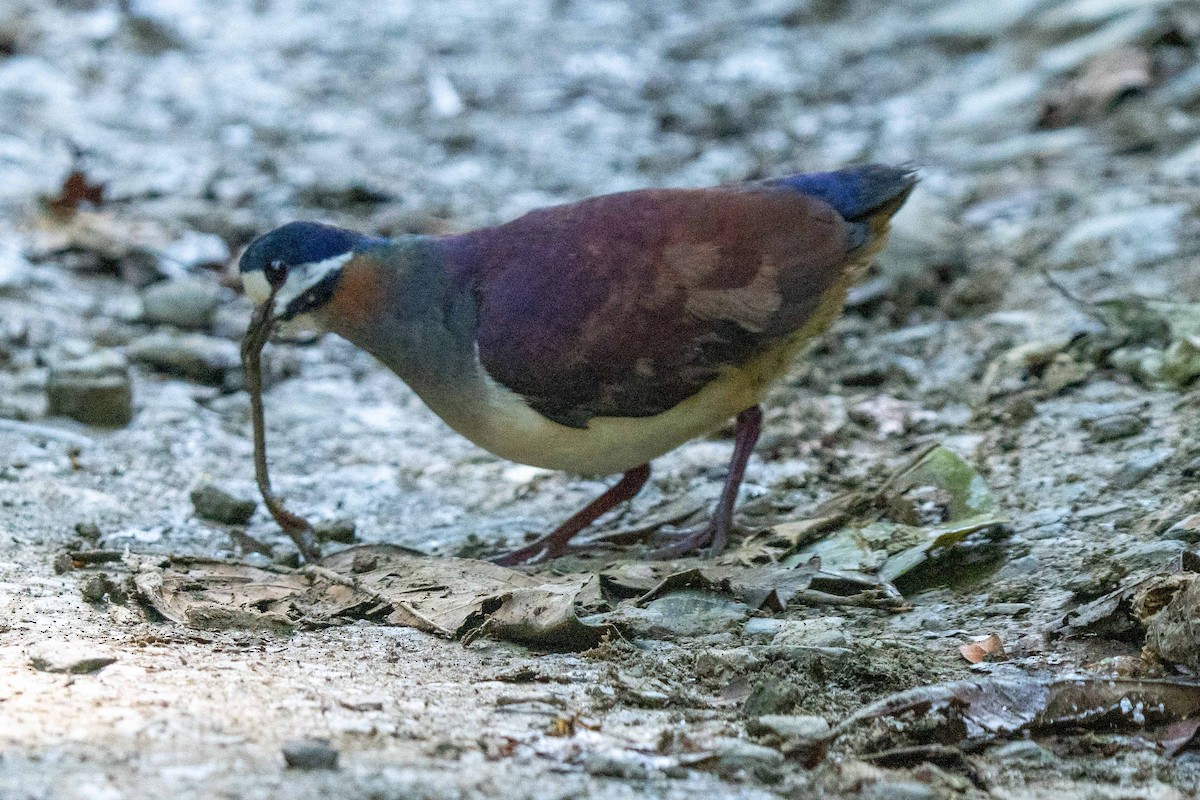 Purple Quail-Dove - ML628192238