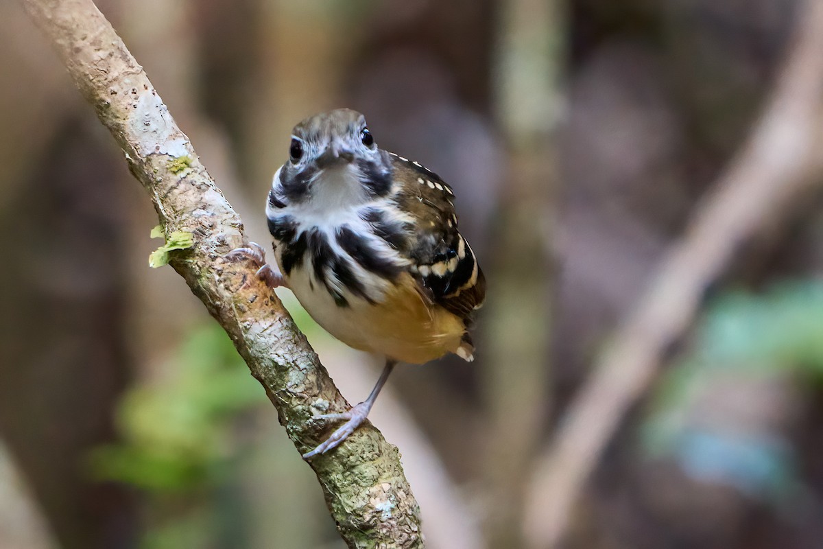 Dot-backed Antbird - ML628192393