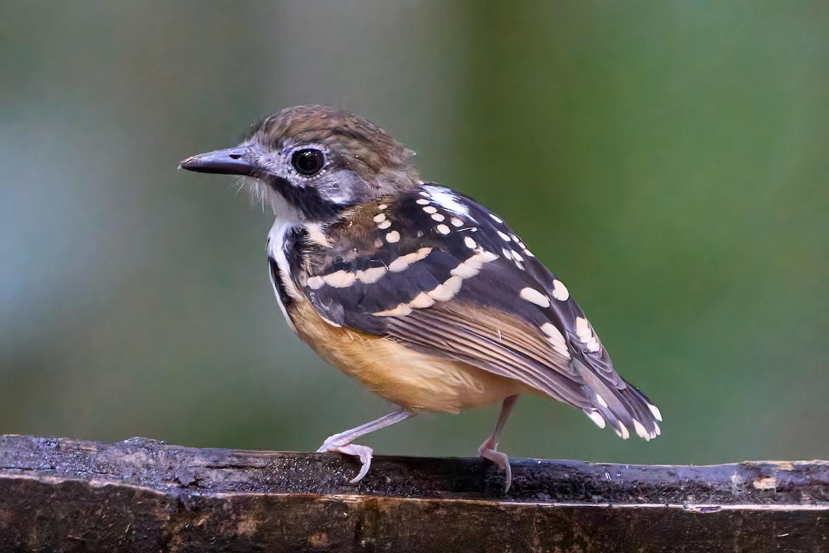 Dot-backed Antbird - ML628192394