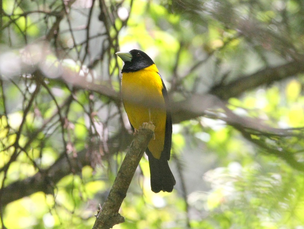 Collared Grosbeak - ML628192408