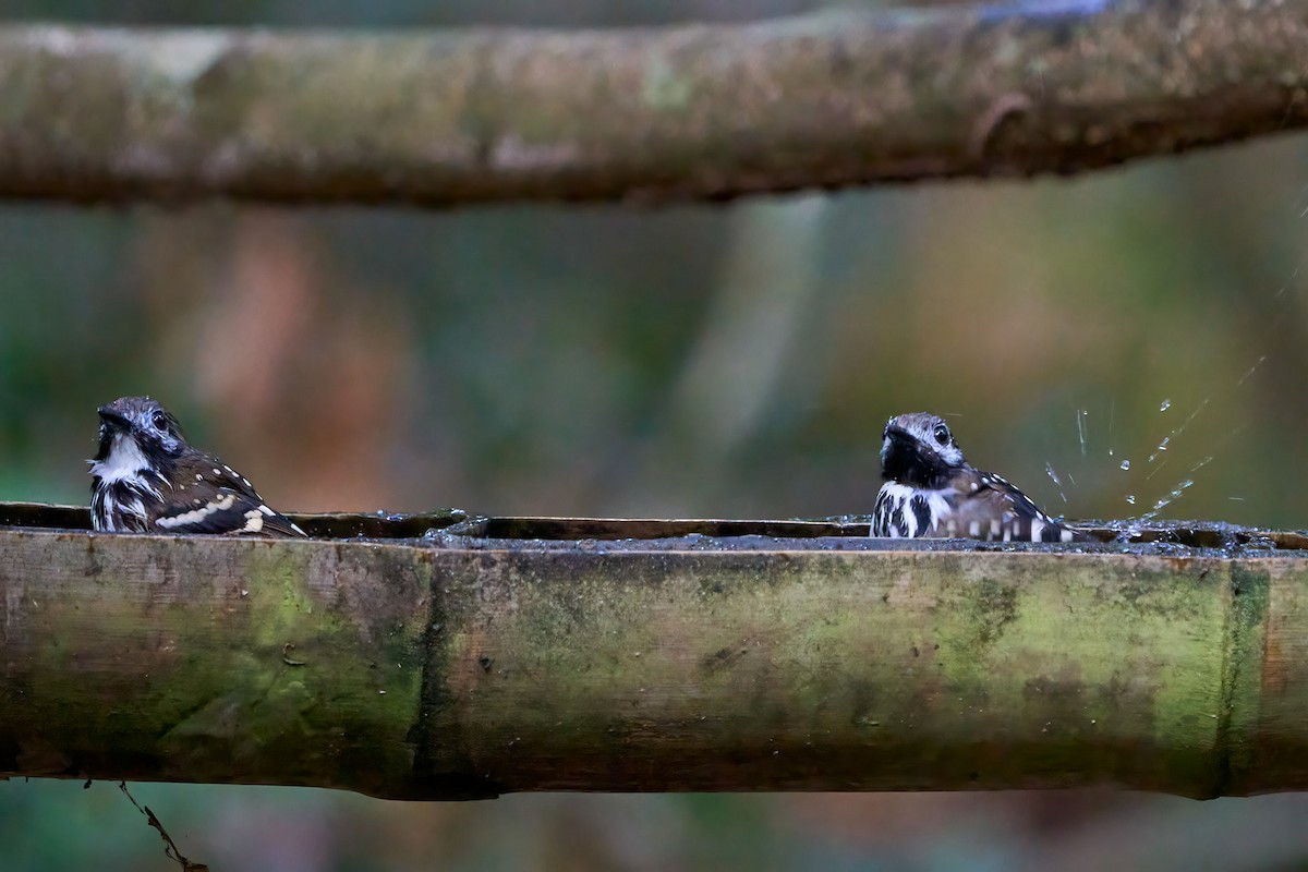 Dot-backed Antbird - ML628192410