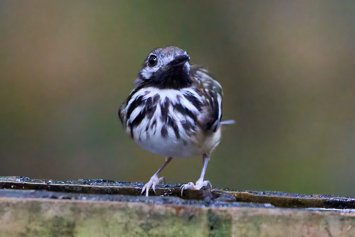 Dot-backed Antbird - ML628192411