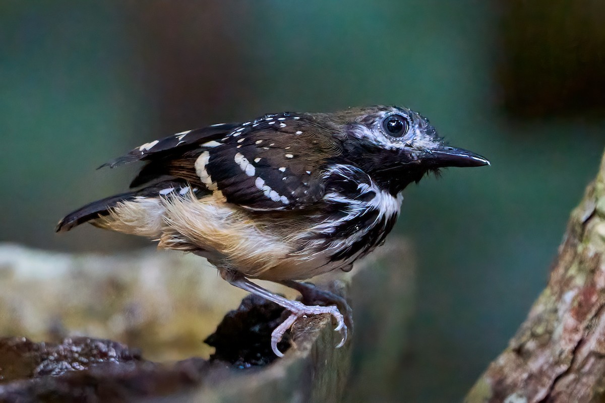 Dot-backed Antbird - ML628192505