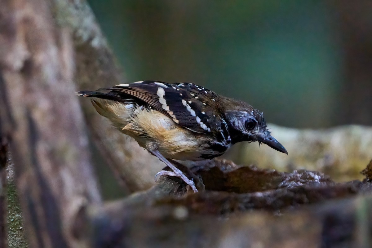 Dot-backed Antbird - ML628192506