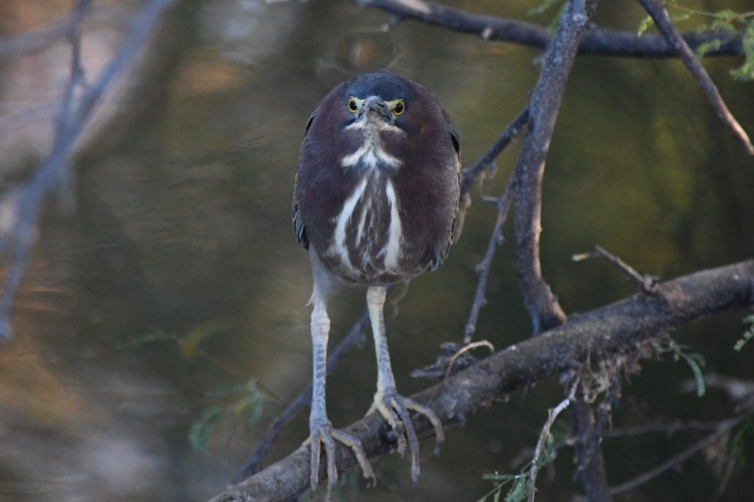 Green Heron - ML628192520