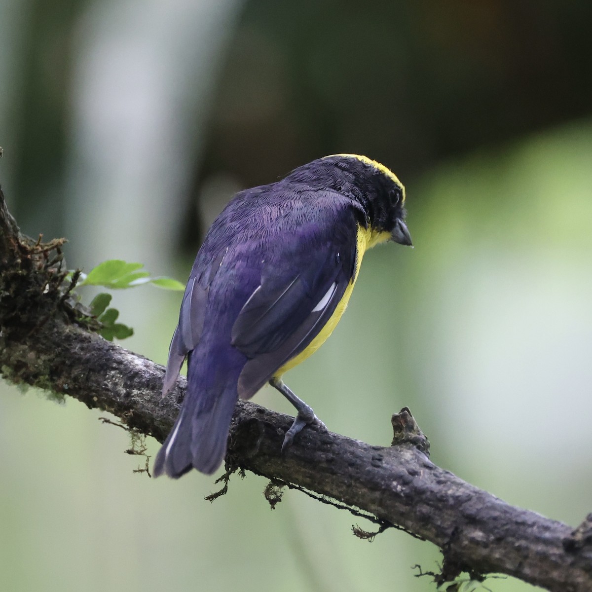 Thick-billed Euphonia - ML628192580