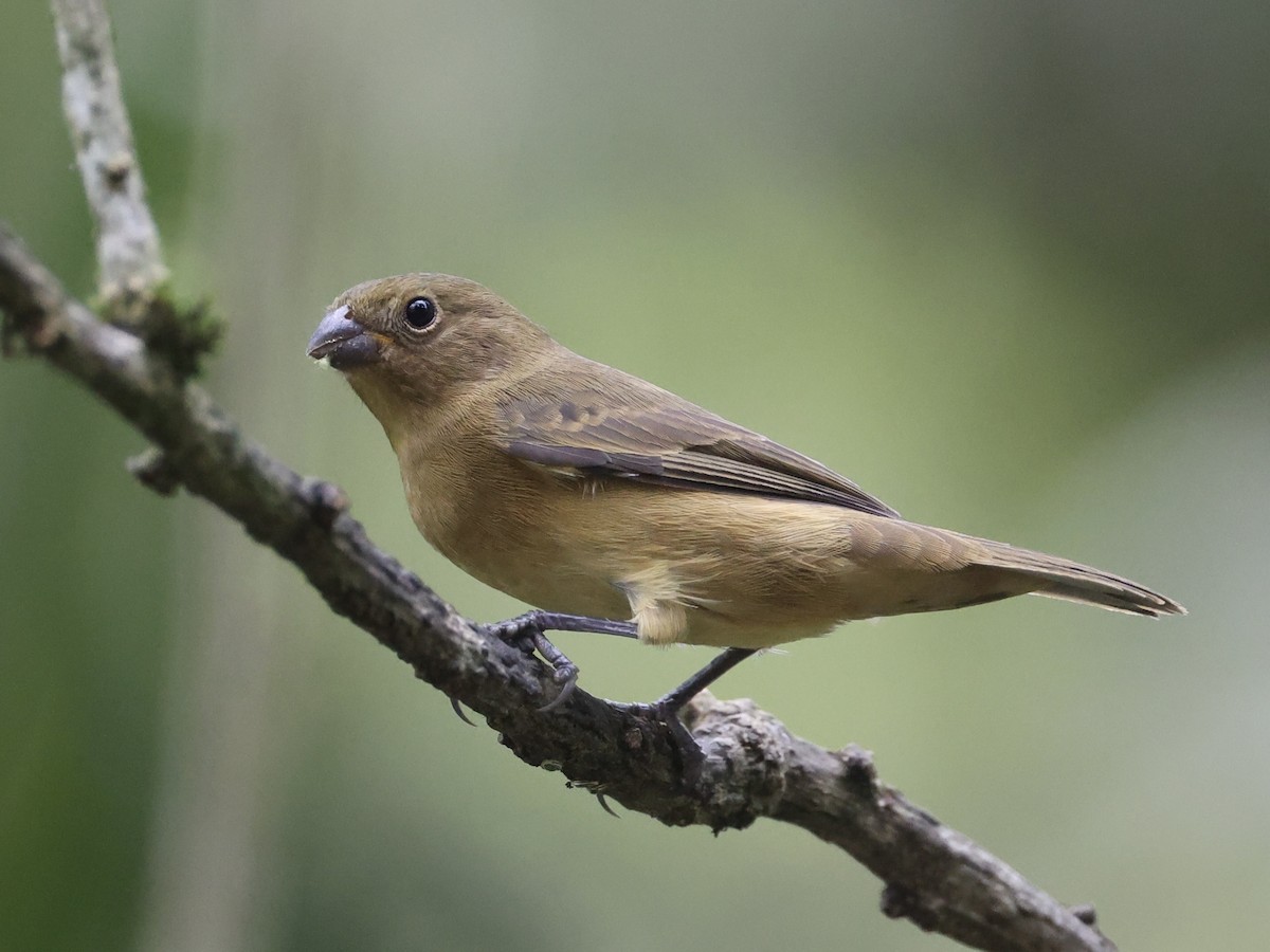 Yellow-bellied Seedeater - ML628192584