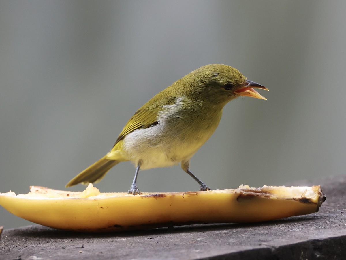 Guira Tanager - ML628192592