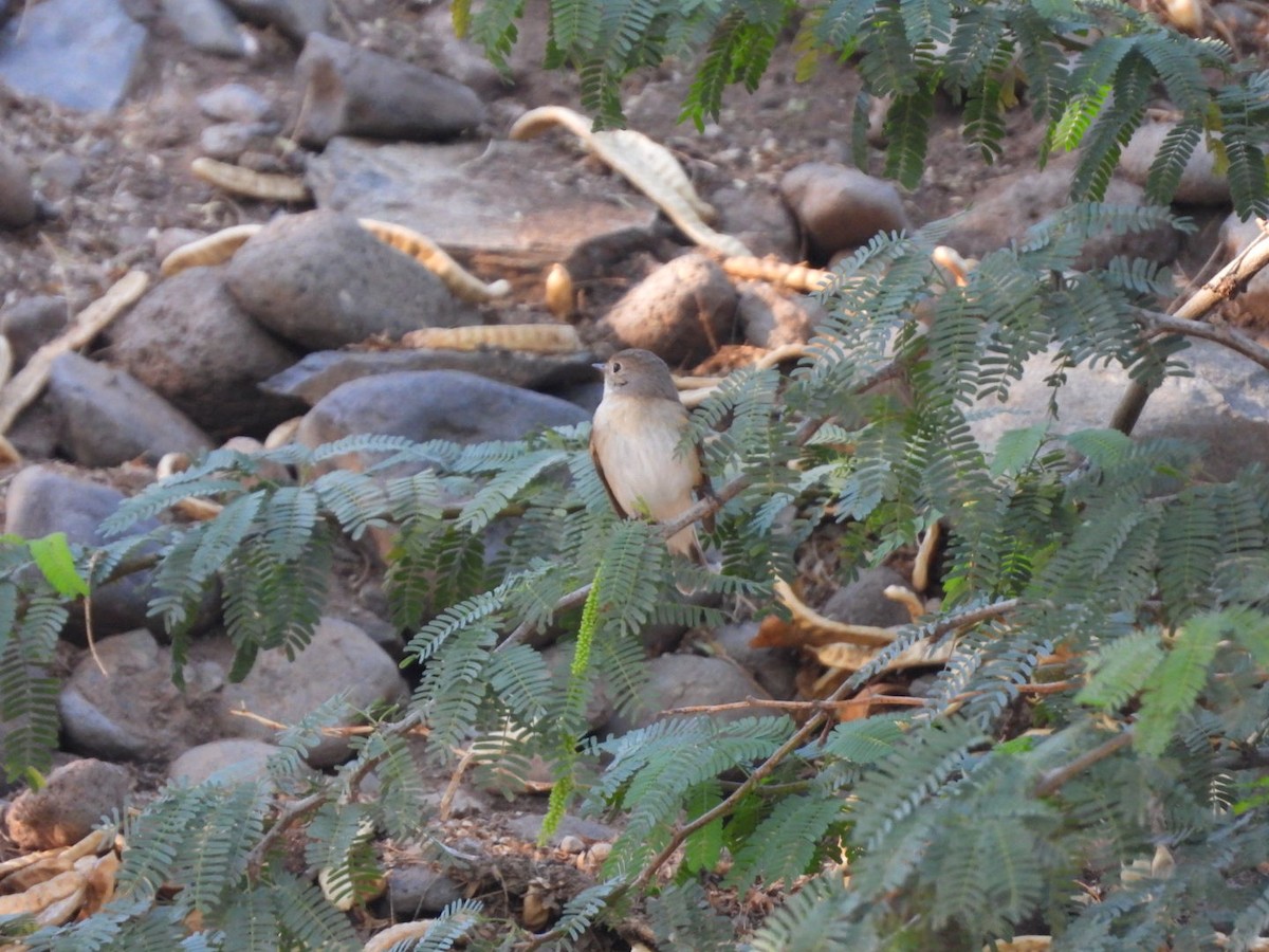 Red-breasted Flycatcher - Miguel Hernández Santana