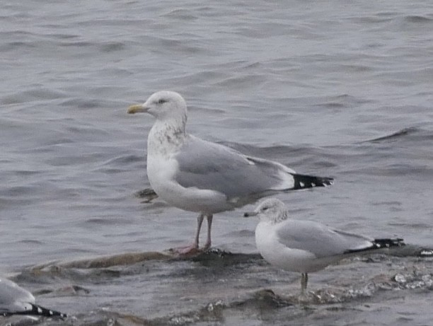 Larus sp. - ML628192606