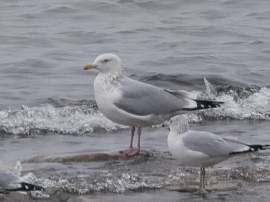 Larus sp. - ML628192607