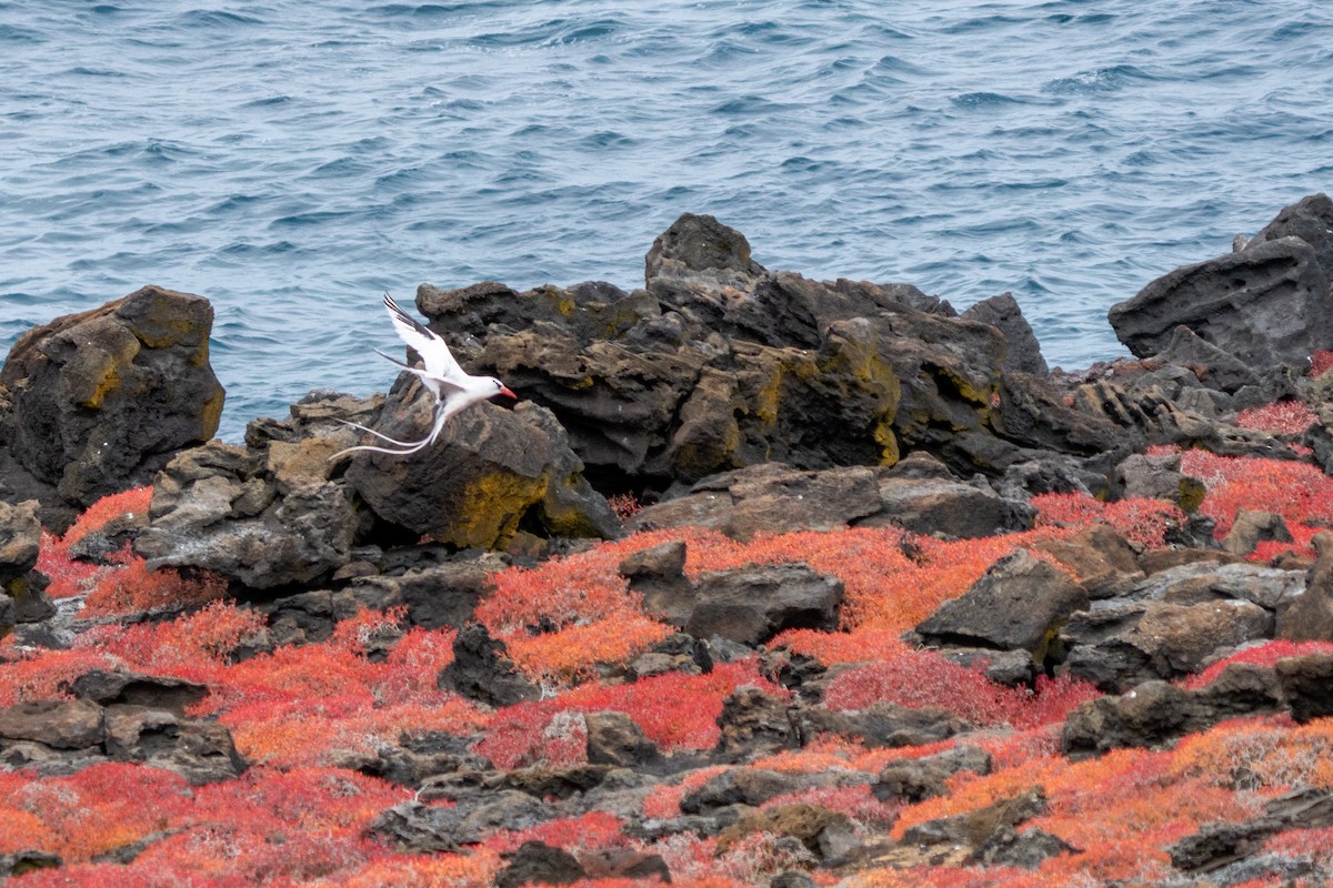 Red-billed Tropicbird - ML628192620