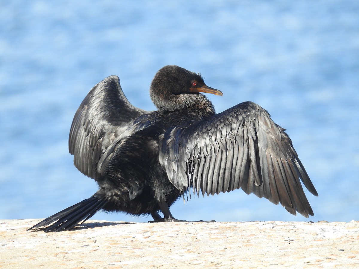 Crowned Cormorant - ML628192630