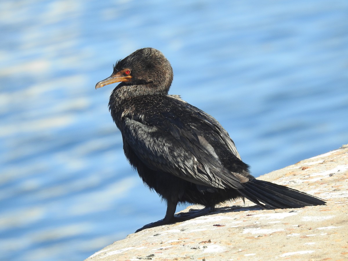 Crowned Cormorant - ML628192631