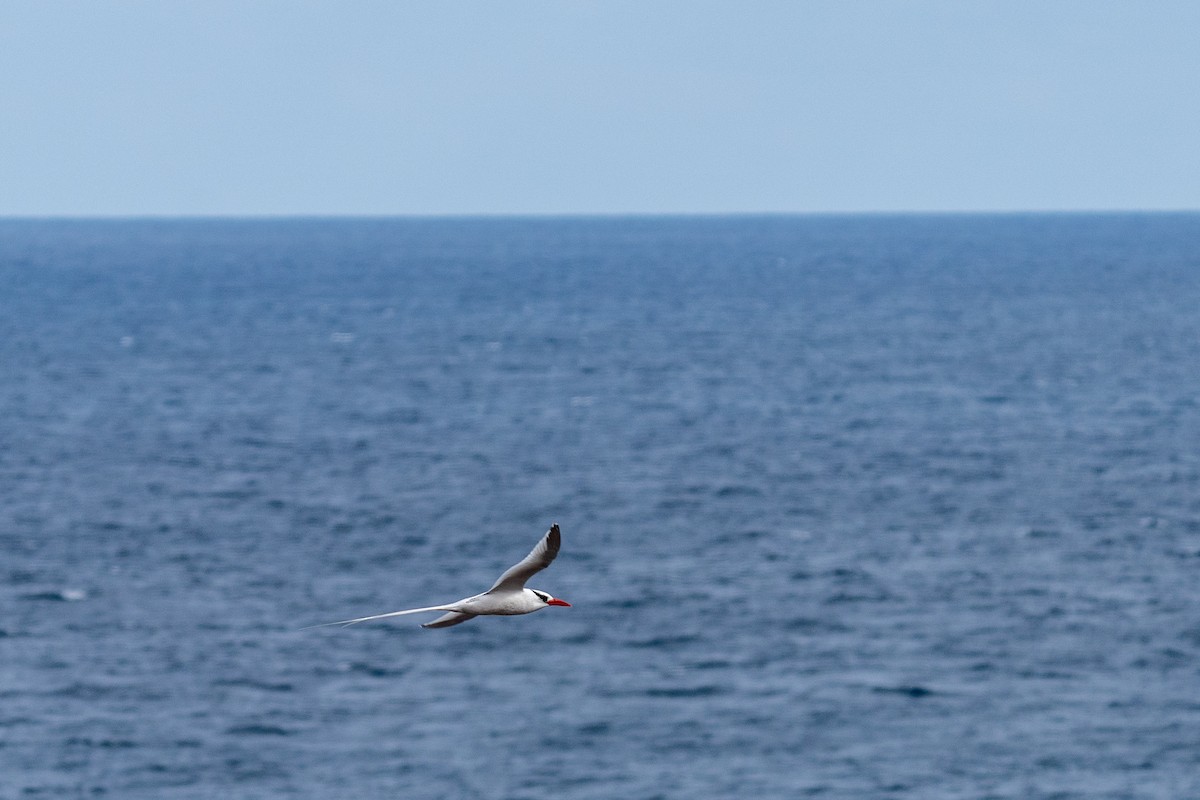 Red-billed Tropicbird - ML628192636