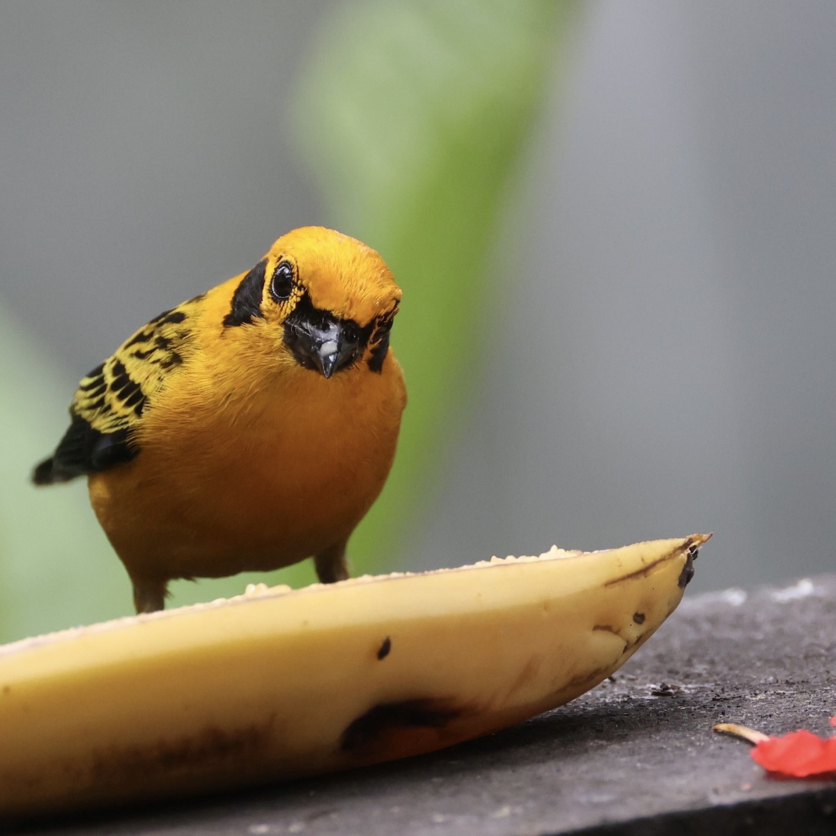 Golden Tanager - ML628192665