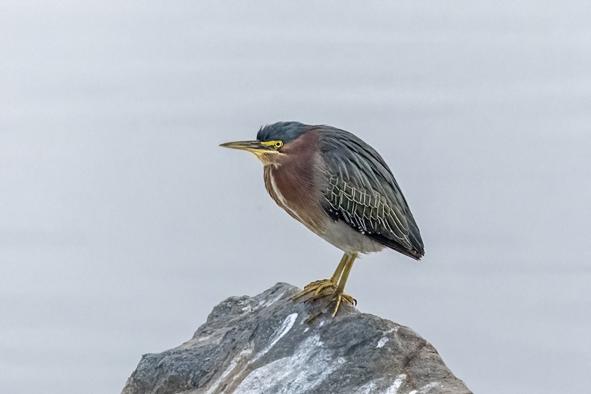 Green Heron - ML628192680