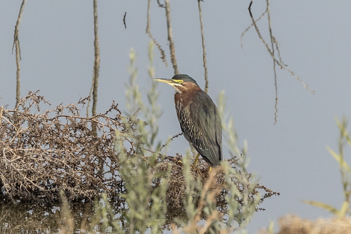 Green Heron - ML628192681