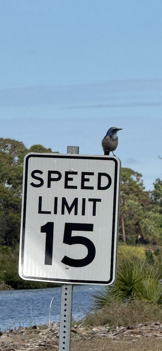 Florida Scrub-Jay - ML628192797