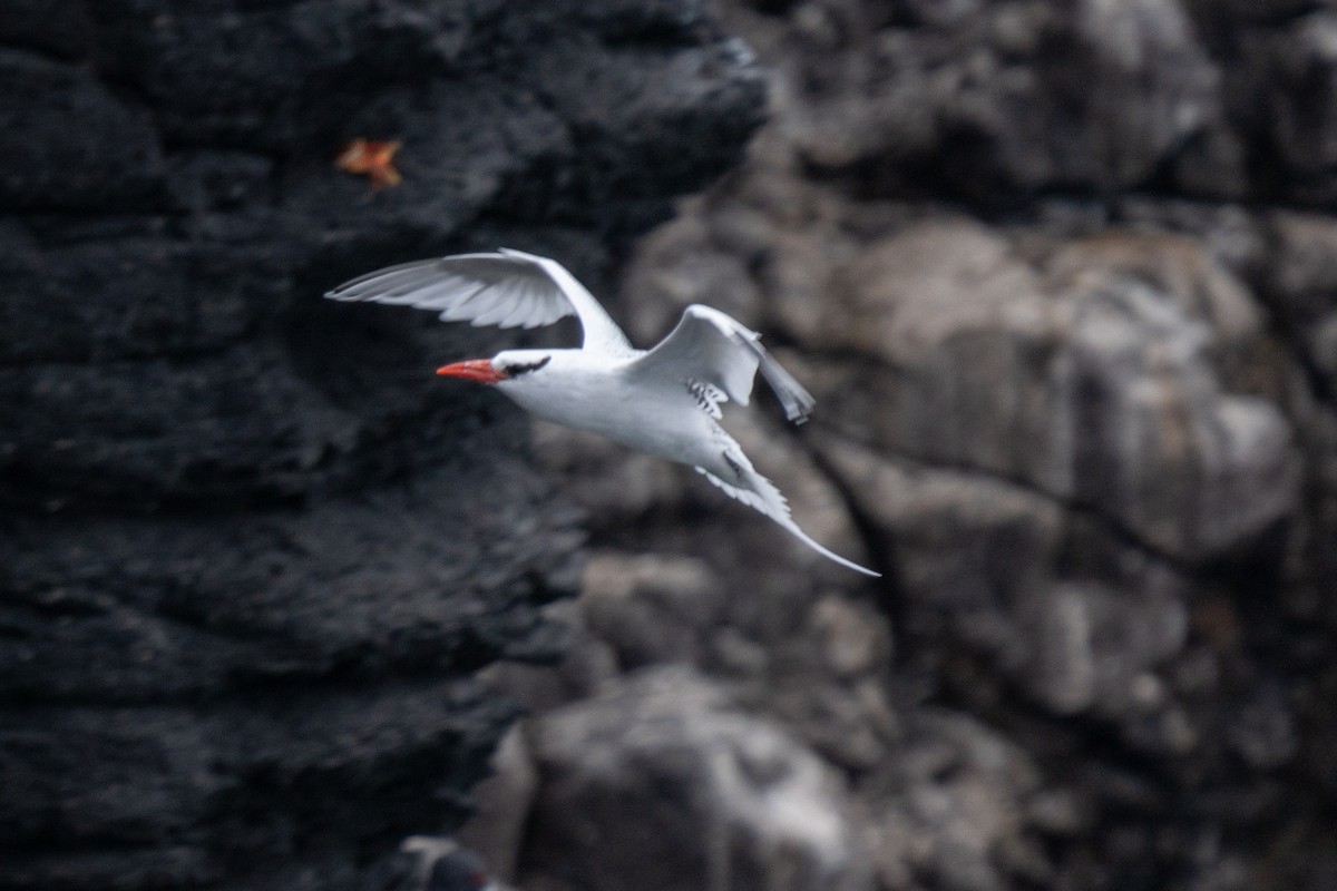 Red-billed Tropicbird - ML628192916