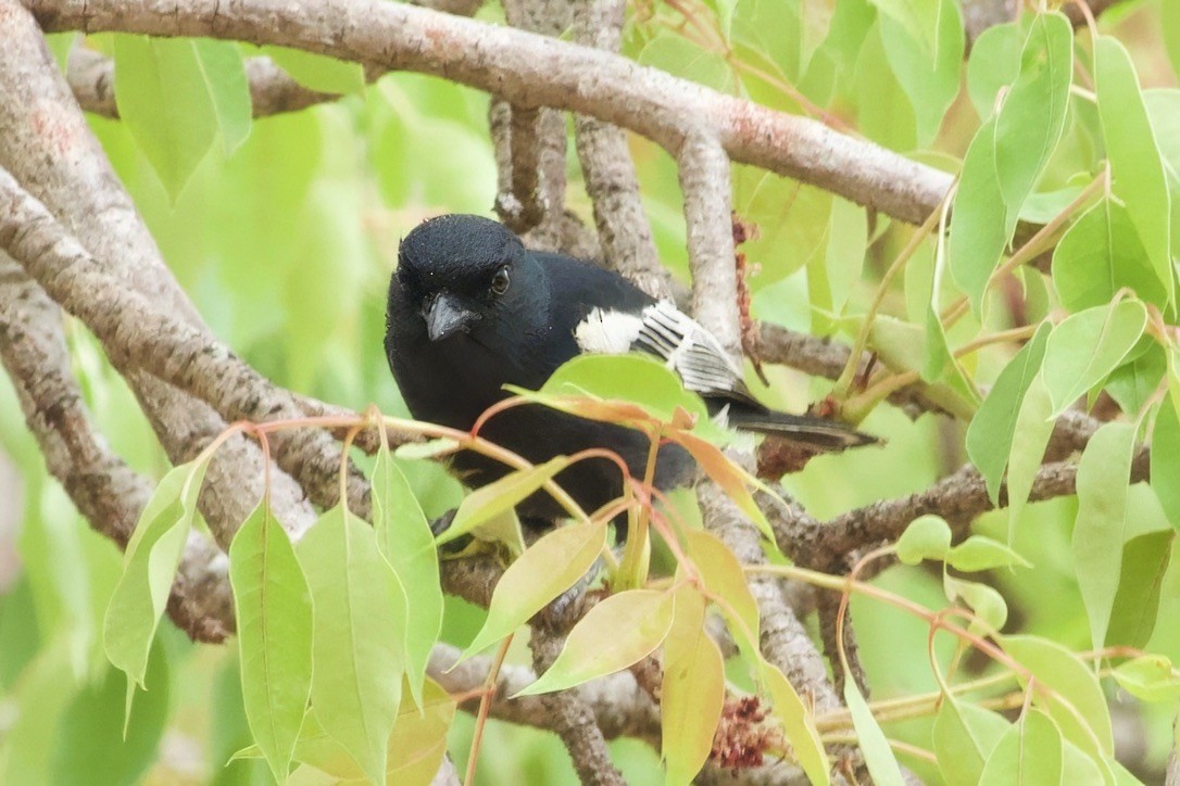 Southern Black-Tit - ML628192922