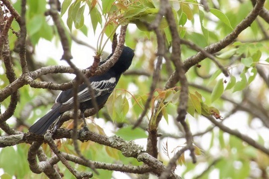 Southern Black-Tit - ML628192923