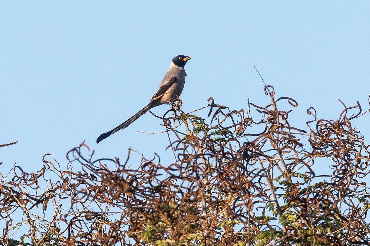 Hooded Treepie - ML628192929