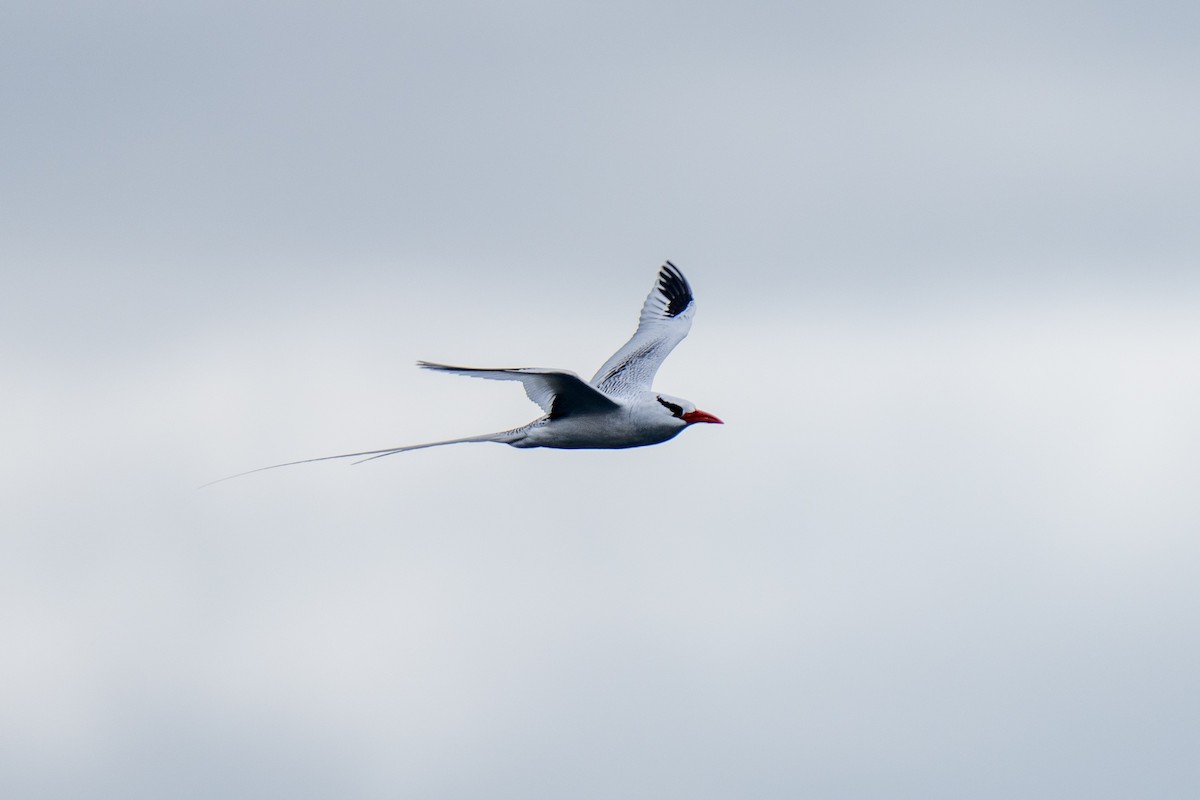 Red-billed Tropicbird - ML628192952