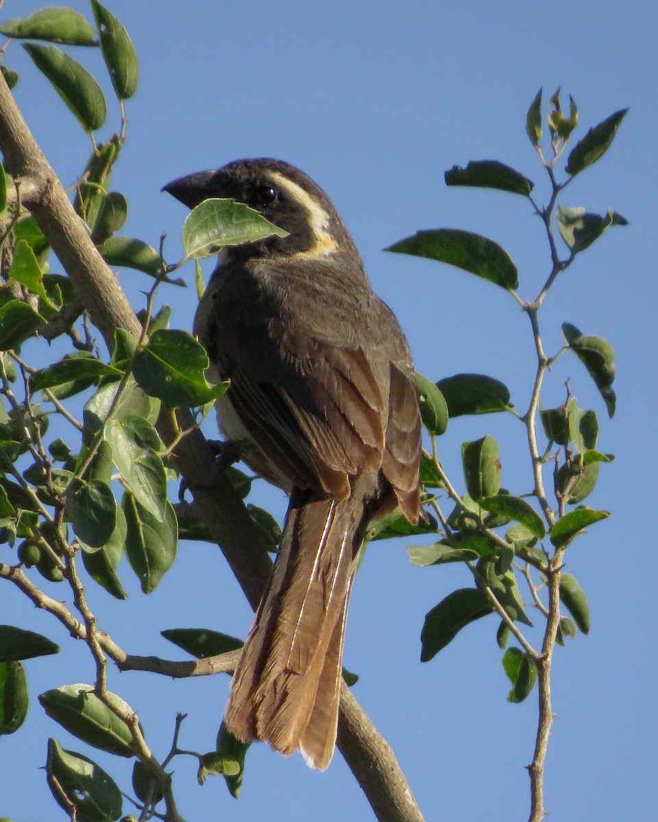 Golden-billed Saltator - ML628192992