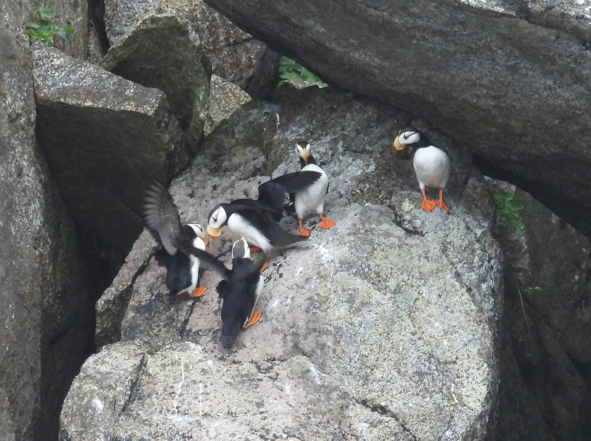 Horned Puffin - ML628193241