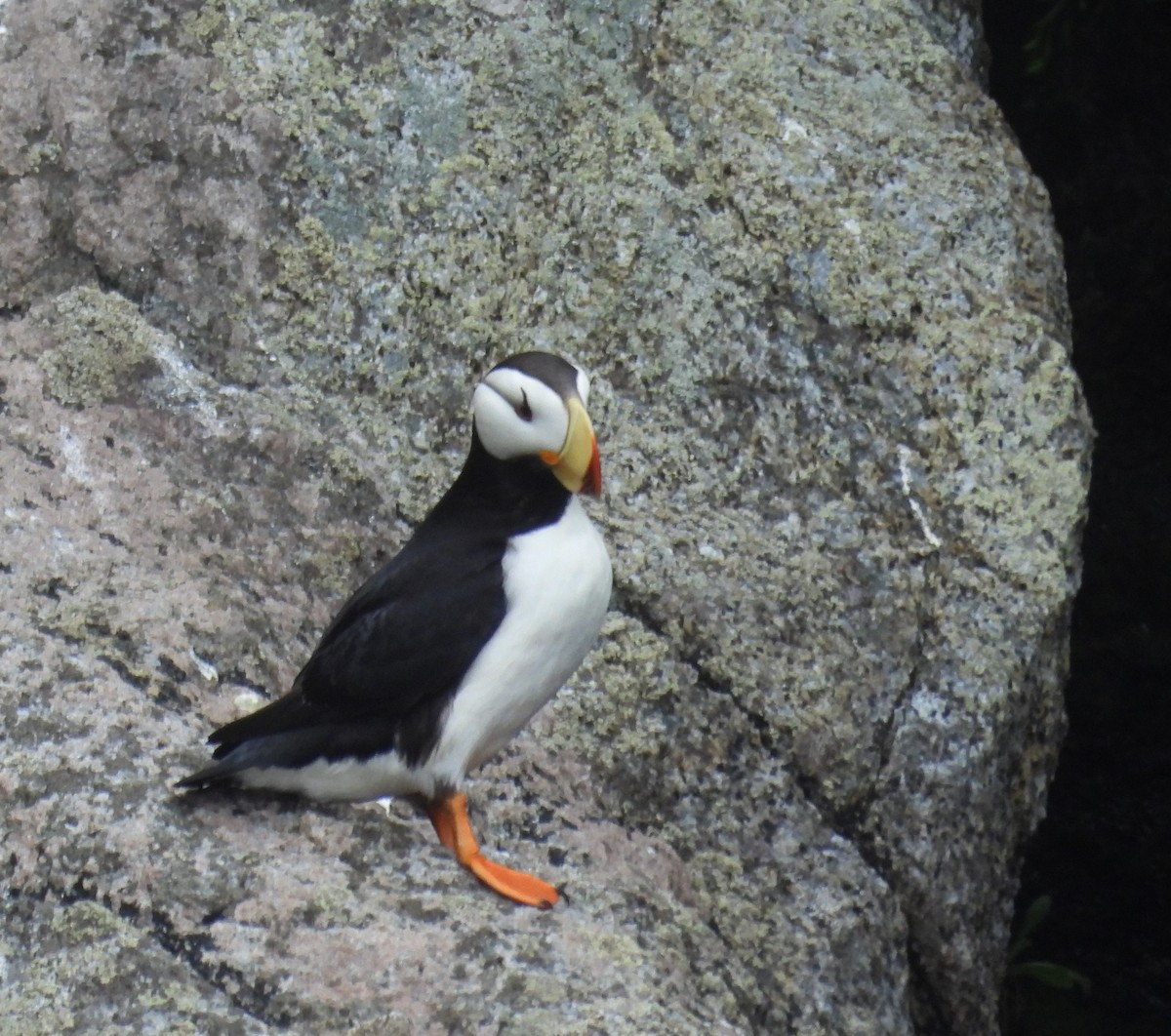 Horned Puffin - ML628193242