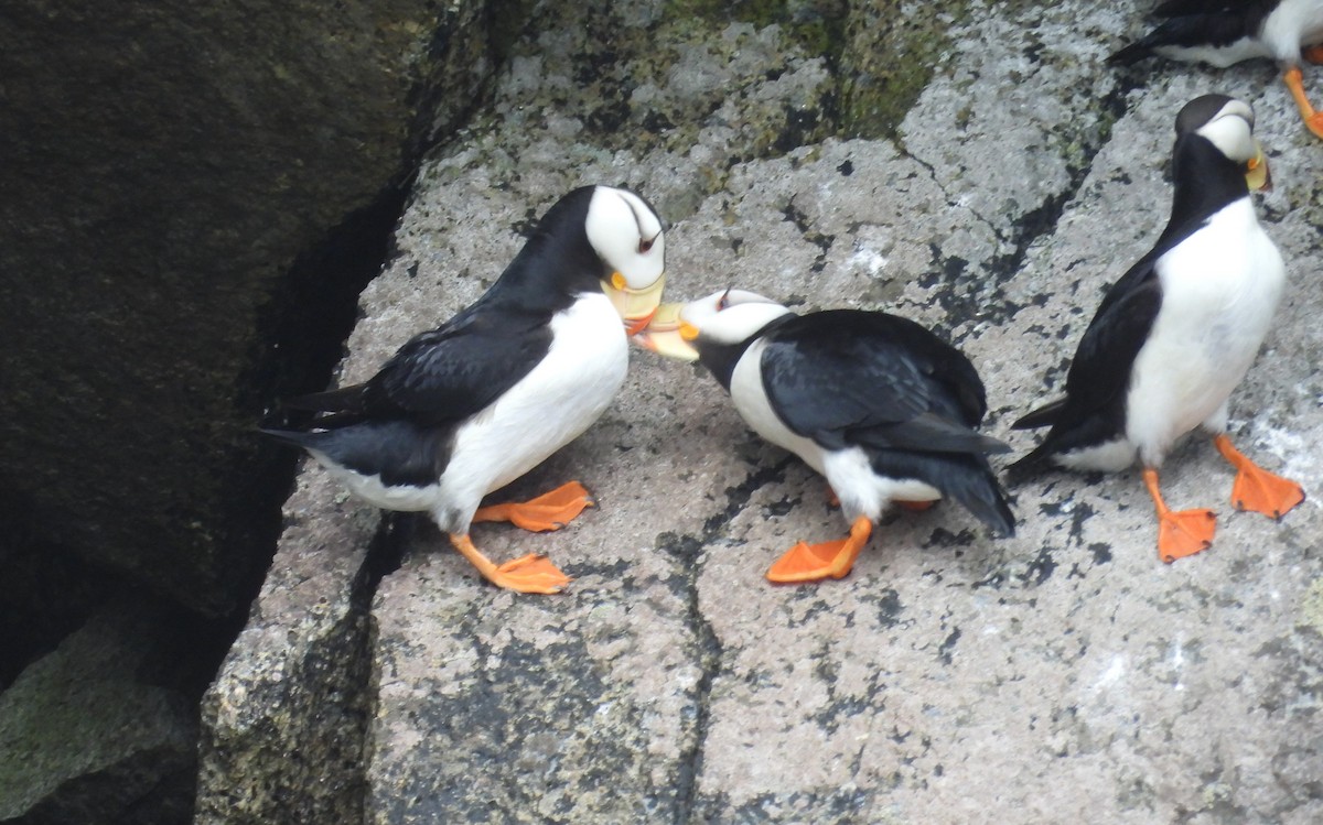 Horned Puffin - ML628193243