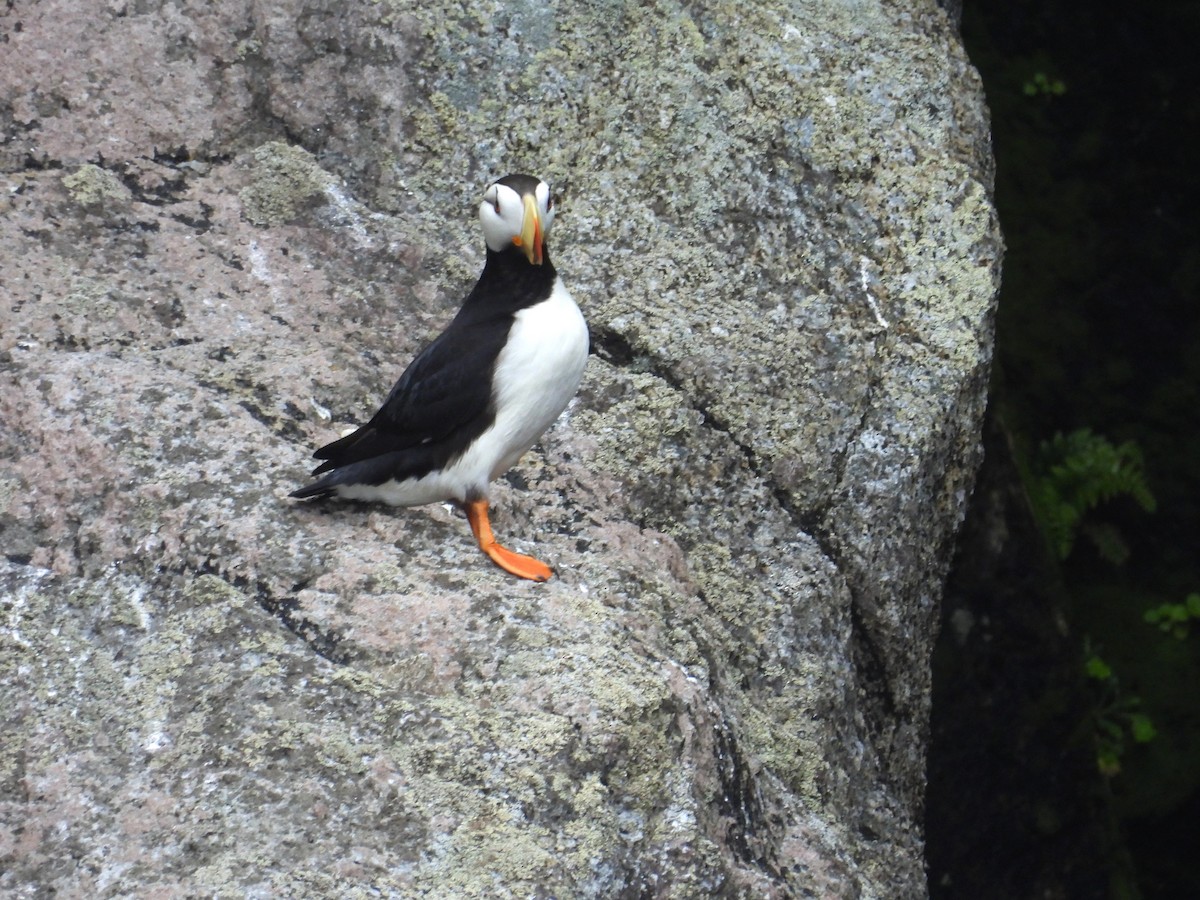 Horned Puffin - ML628193244