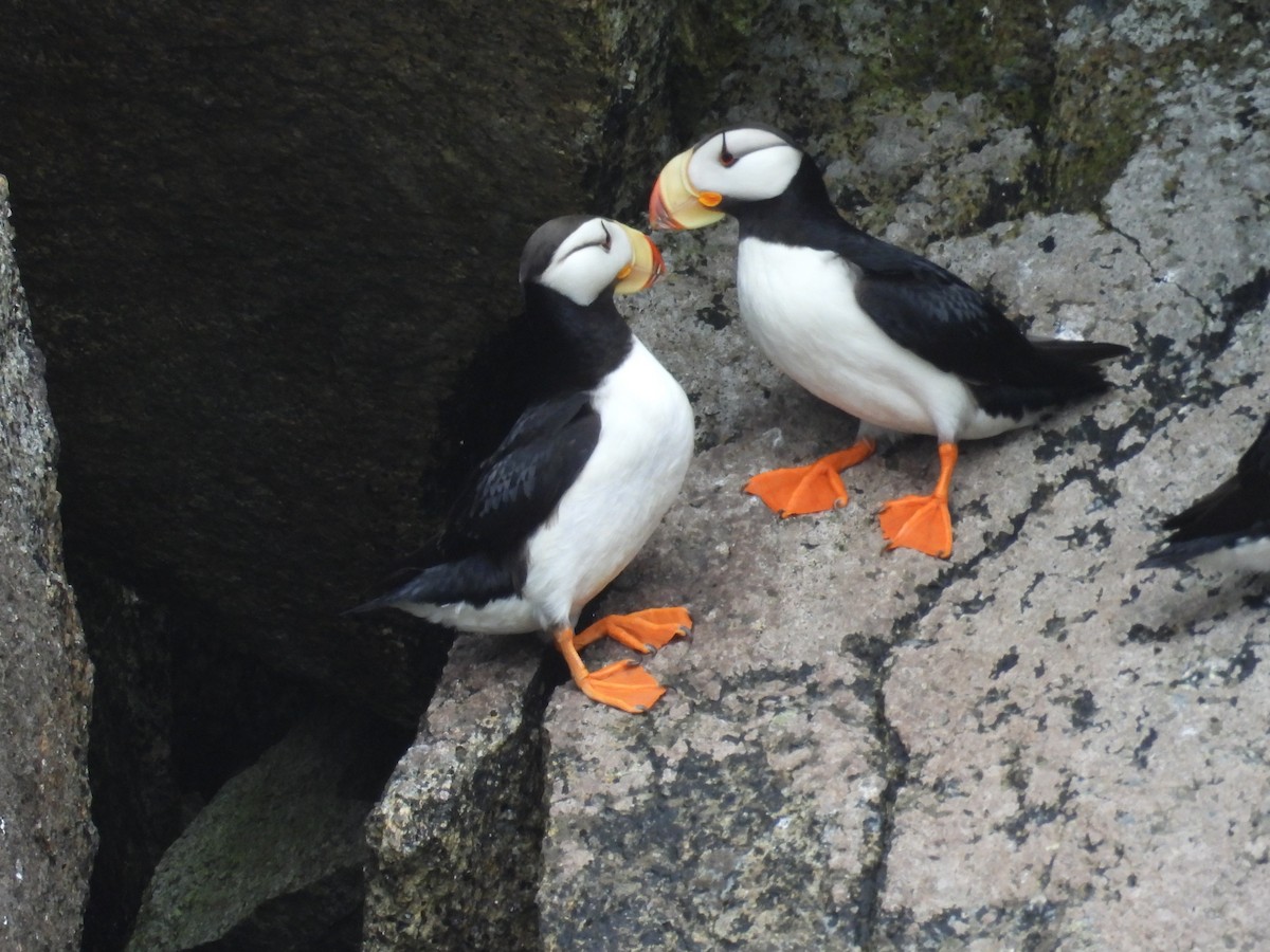 Horned Puffin - ML628193245