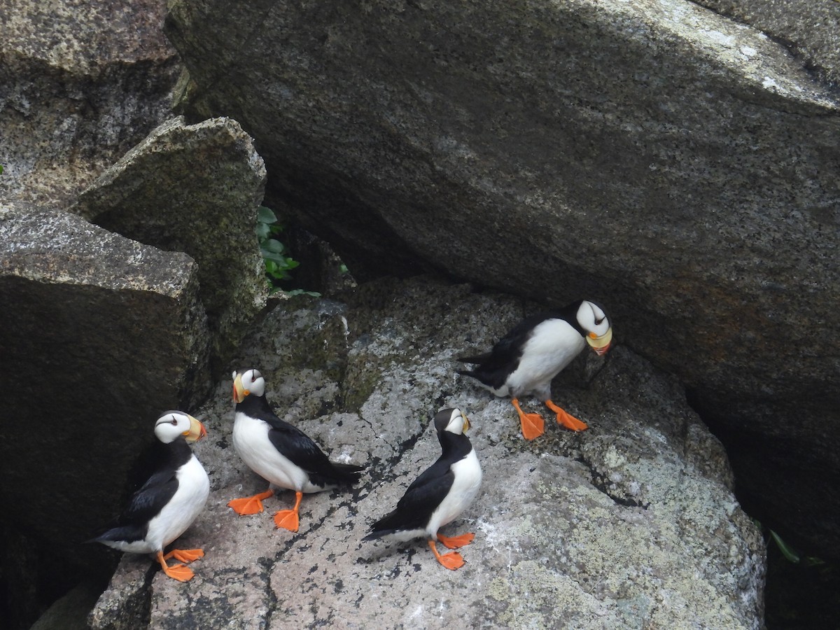 Horned Puffin - ML628193246