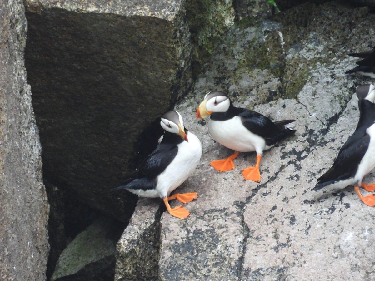 Horned Puffin - ML628193247