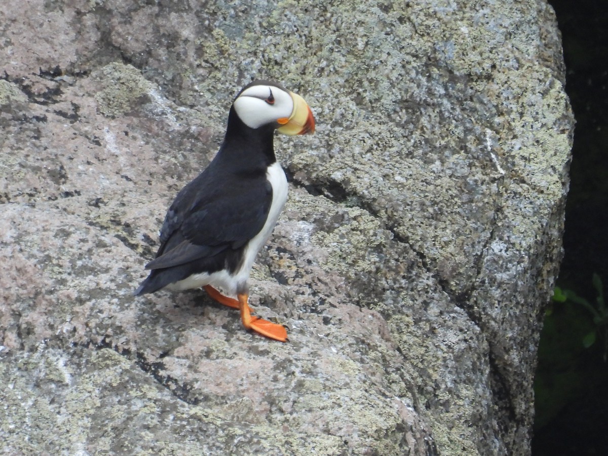 Horned Puffin - ML628193248