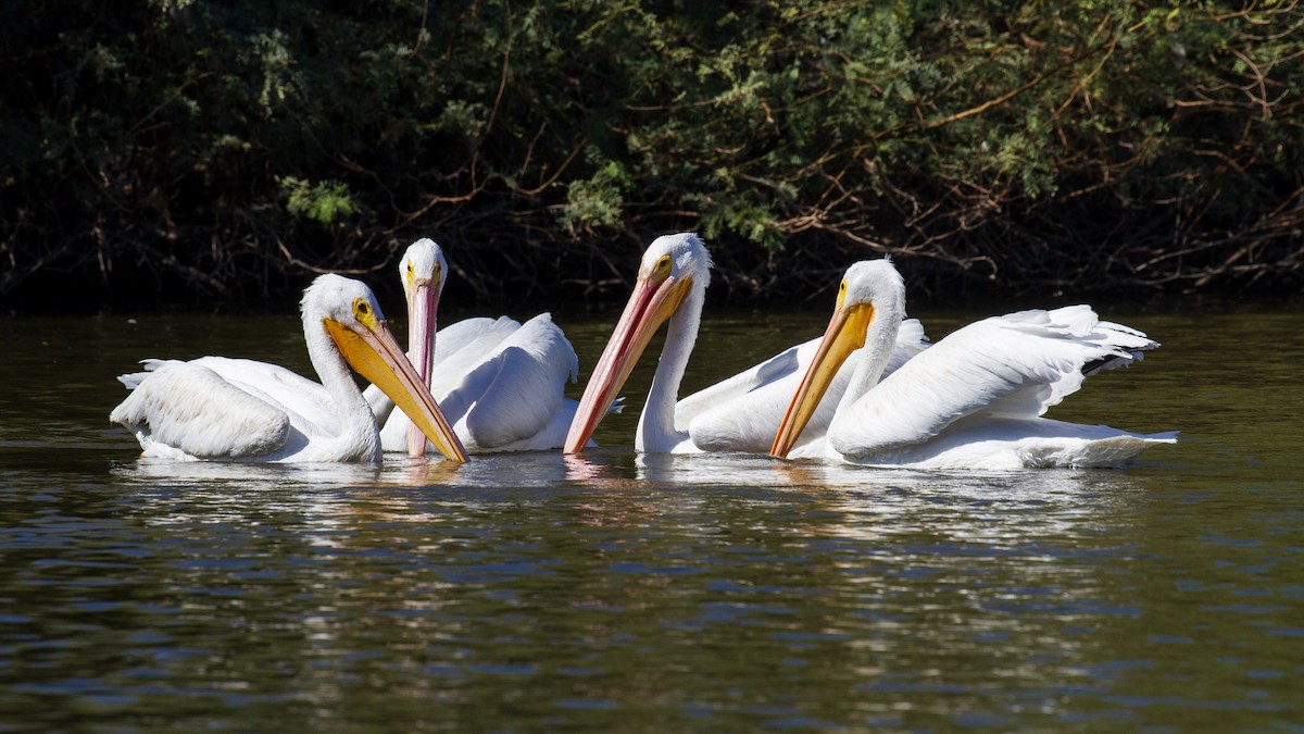 American White Pelican - ML628193283