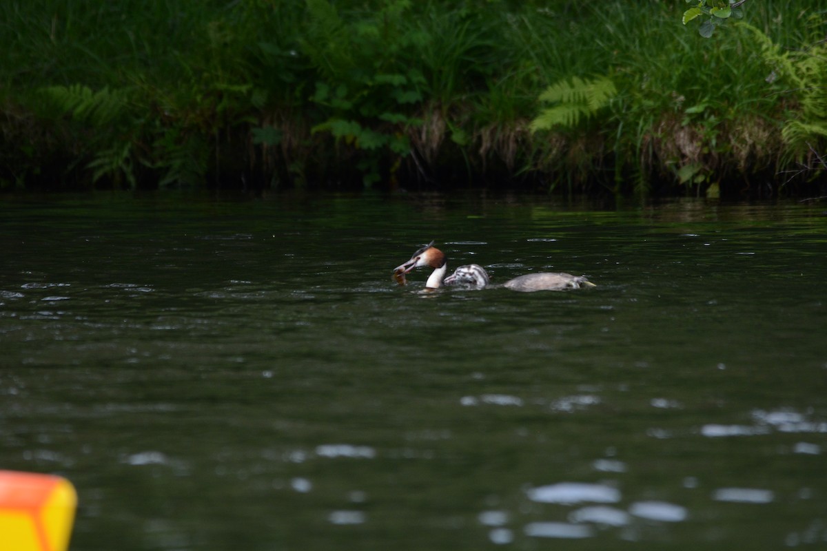 Great Crested Grebe - Ragupathy Kannan