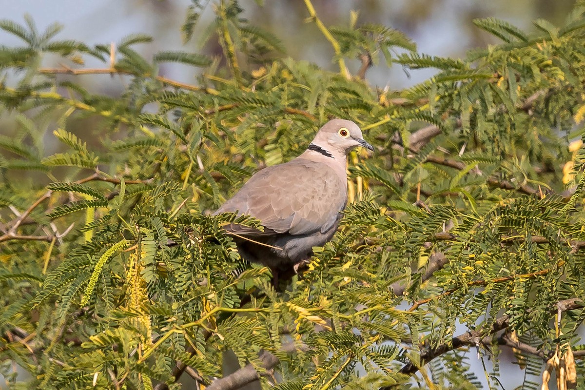 Burmese Collared-Dove - ML628193543