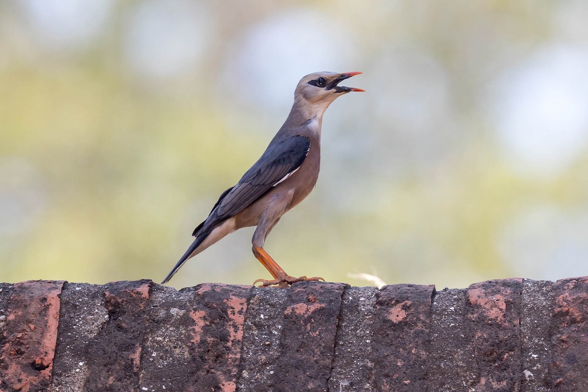 Burmese Myna - ML628193633