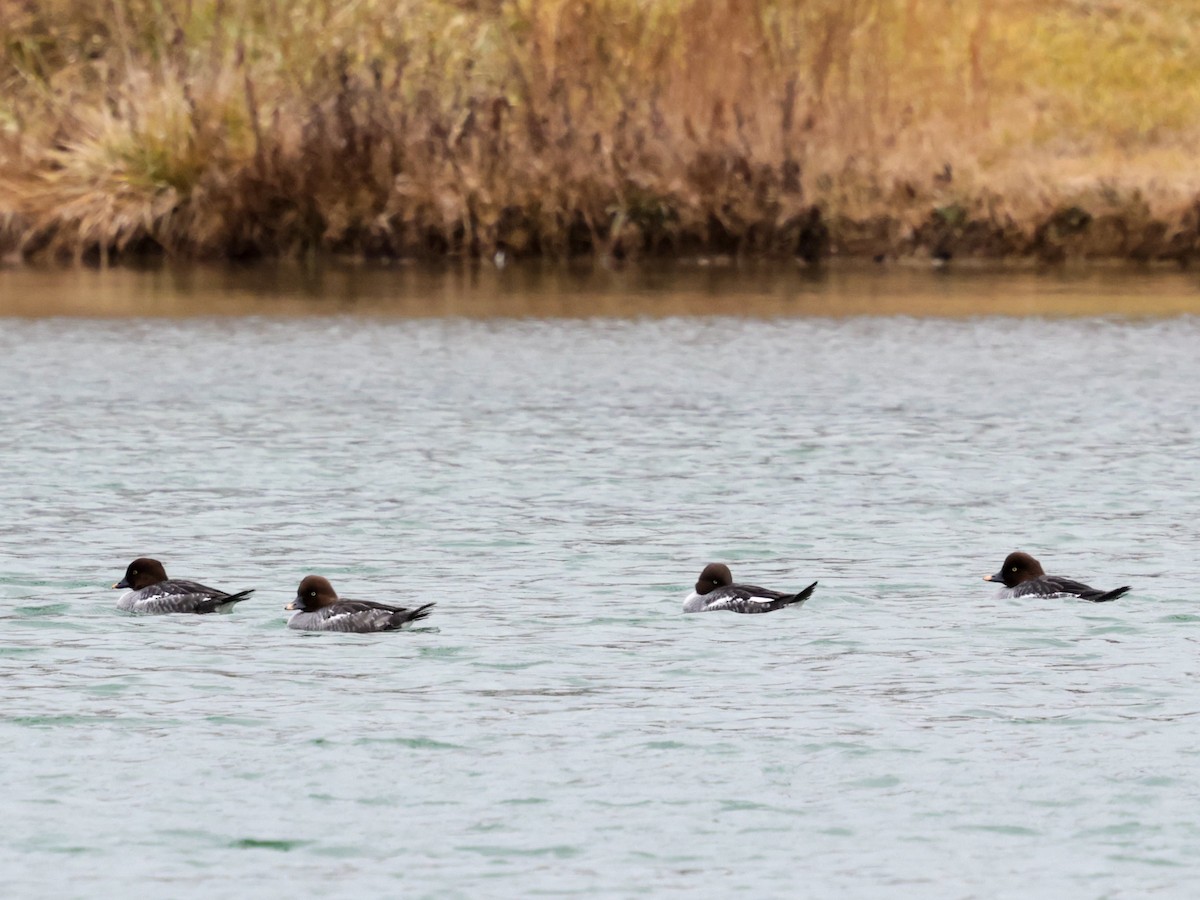 Common Goldeneye - ML628193752