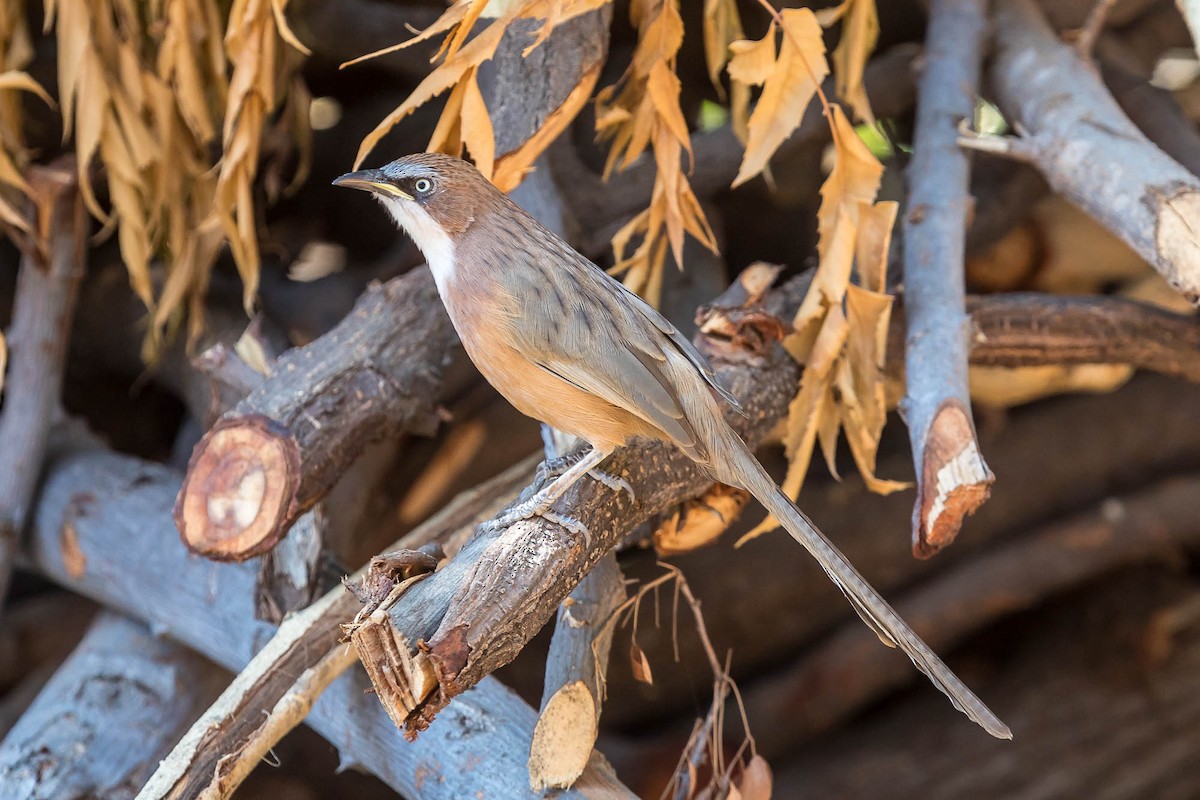 White-throated Babbler - ML628193764