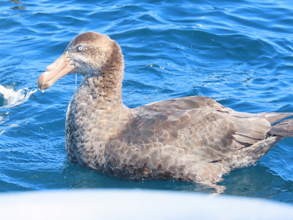 Northern Giant-Petrel - ML628193770